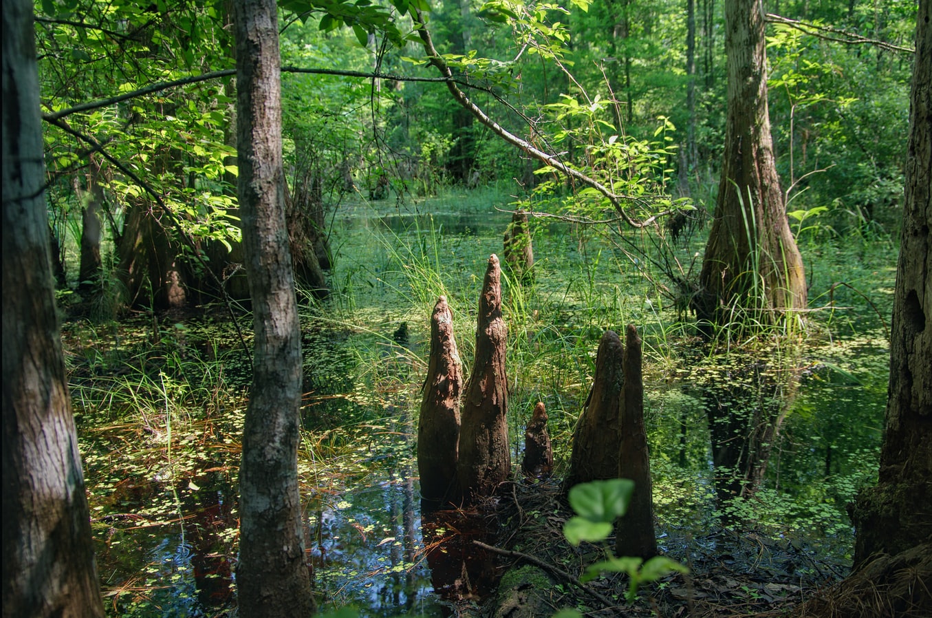 Are Peatlands The Forgotten Fix To Climate Change 